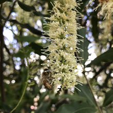 Load image into Gallery viewer, Macadamia flower and bee
