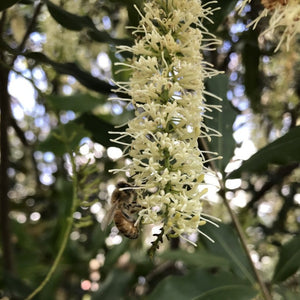 Macadamia flower and bee