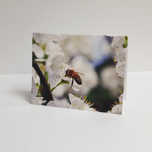 Assorted Apiaries 8 Photo Design Bee Cards